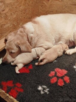 Labradorský retrívr- žlutá štěňátka s PP - 3