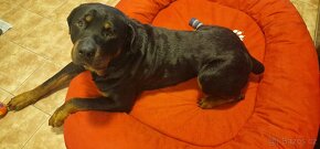 Rotweiler ke krytí - 3