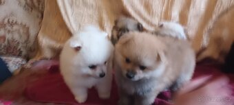 Pomeranian s PP - 3