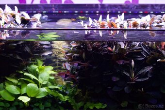Bucephalandra Theia - 3