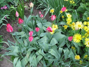 Cibule narcisů, tulipánů,trsy kopretin,řebříčků a pivoněk - 3