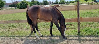 SLEVA, All around klisna APH (VS Code Red) - 3