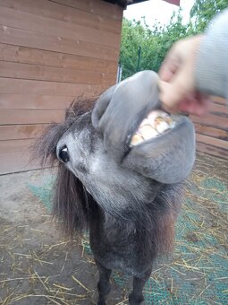 Shetland a mini Shetland - 3