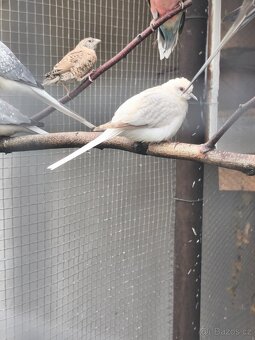 Holoubek diamantový - 3