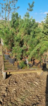 Vozik zahradní ručně vedený ,velký rejd - 3