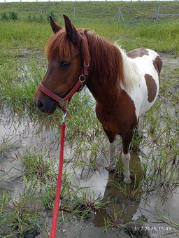 Pony klisna - 3