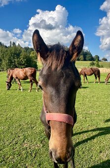 Nadějný drezurní hřebeček po odstavu Toto Gold/Glamourdale - 3