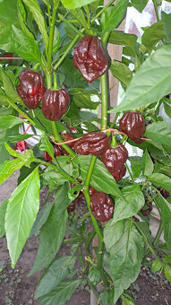 Armagedon chilli semínka - 3