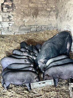 Prase Vietnamské - 3