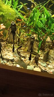 Ancistrus long fin - 3