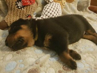 Štěňátka plemena Beauceron (Berger de Beauce) - 3