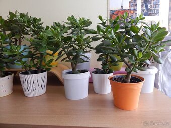 Tlustice pokojová rostlina (Crassula ovata) - 3