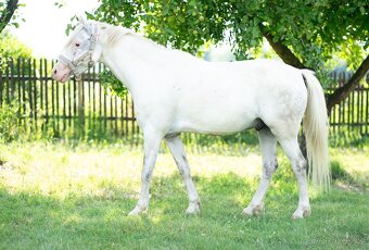 Výjimečný pony valach kat. A, 7let - 3