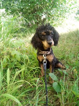 Pudl trpaslíčí black and tan - 3