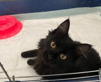 kotě kocourek 3,5 měsíce - 3