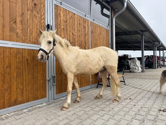 Prodám luxusního ponyho - 3