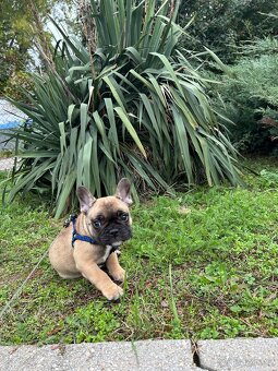 Francouzský buldoček - 3