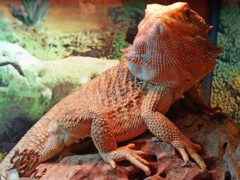 Prodám agamu i s teráriem - 3