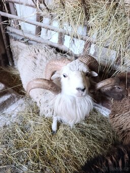 Ouesantská / quessntská ovce - 3