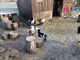 Holandská zakrslá koza - 3