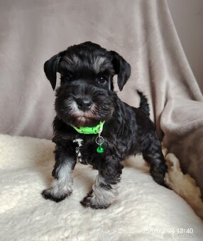 Knirač  Černostříbrný - 3