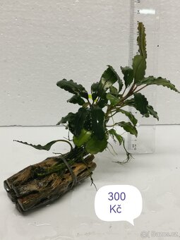 Bucephalandra - 3