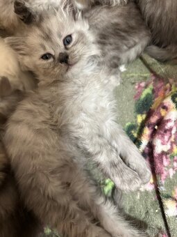 Prodám dva Britské kocourky - 3