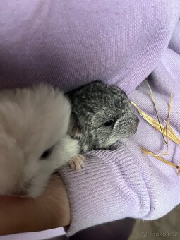 Činčila,činčily - 3