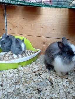 Zakrslý teddy králík - 3