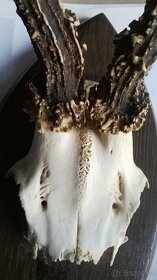 Srnčí parůžky - 3