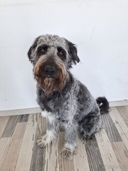 Bordoodle krytí (labradoodle,goldendoodle,pudl,kolie - 3