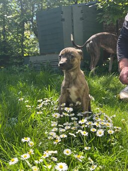 Whippet/vipet štěňátka s PP - 3