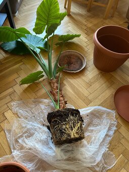 Alocasia Macrorrhiza (sloní ucho) - obří rostlina - 3
