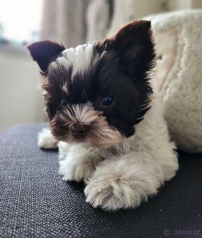 Mini jorkšírský teriér - 3