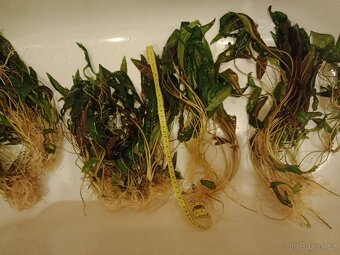 Akvarijní rostlina - Kryptokoryna červená - 3