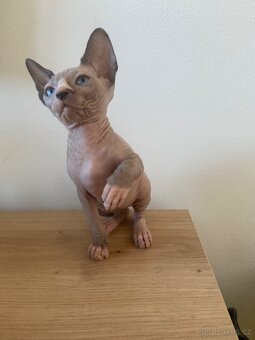 Sphynx - 3