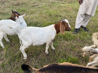 Na prodej – Zdraví kozlové (Boer kříženci) 🐐 - 3