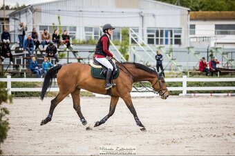 Top 11ti letý valach do sportu - 3
