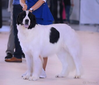 Očekáváme štěňátka plemene Landseer s PP - 3