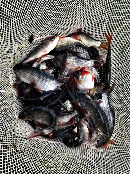 Nastražni rybky Lin,Perlín,Karas obecný - 3