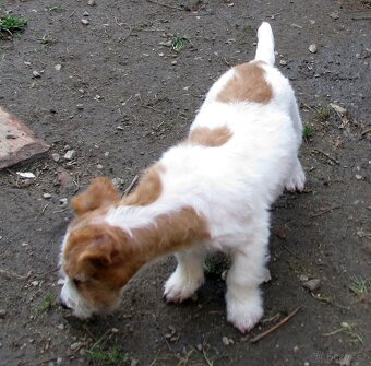 Výhodné: Jack Russell teriér – 5měsíční pejsek s PP k odběru - 3