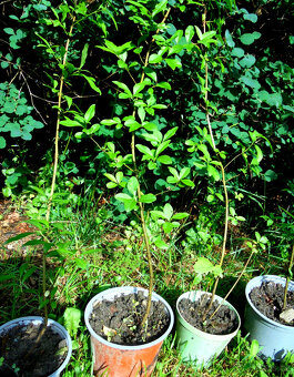 Ptačí zob (Ligustrum) - sazenice - 3