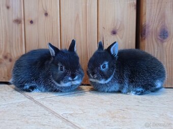 Zakrslý bílopesíkatý černý - 3