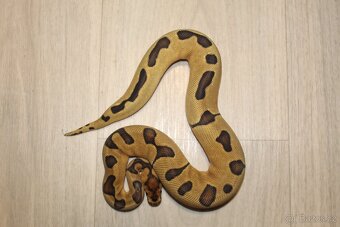 Krajta královská Python regius 2024 2025 - 3