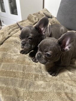 Francouzský buldoček - 3