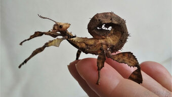 Strašilky australské - 3