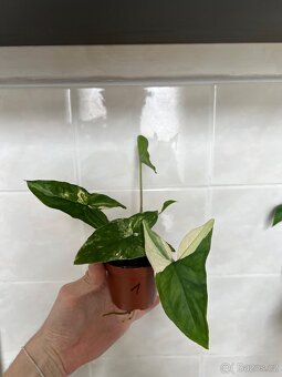 Syngonium variegata - 3