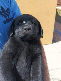 Labradorský retrívr - 3
