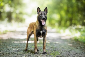 Belgický ovčák - malinois FCI - 3