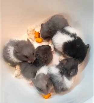 Křeček syrský/zlatý - mláďata - 3